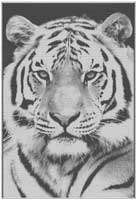 Пескоструйные рисунки Полоссатые Фотопескоструй Пескоструйные рисунки Полоссатые Фотопескоструй